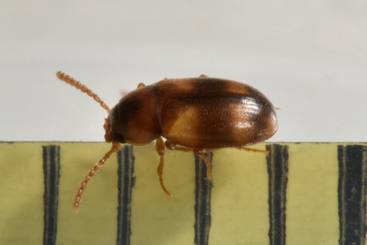 Tenebrionidae: Alphitophagus bifasciatus? S.